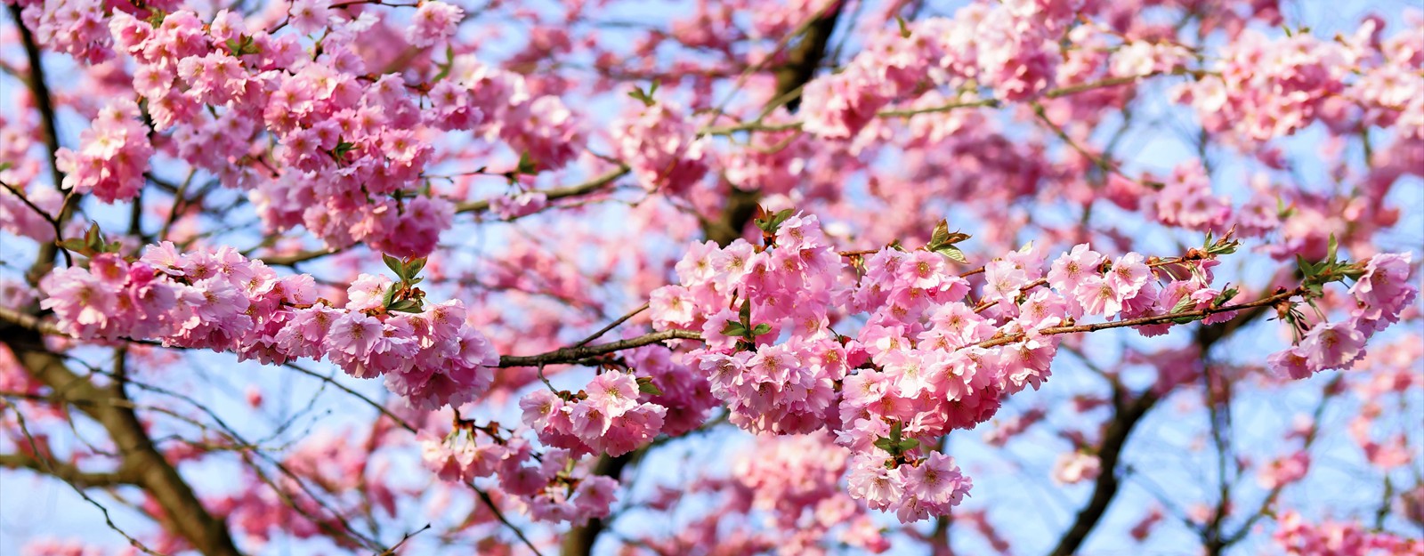 cherry-blossom-1318258