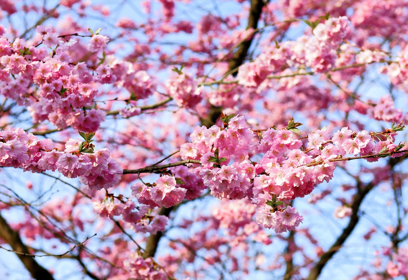 cherry-blossom-1318258